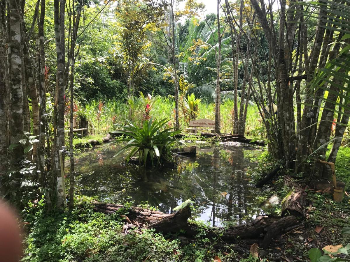 Chosa Manglar Suites & Cabins Puerto Jiménez المظهر الخارجي الصورة