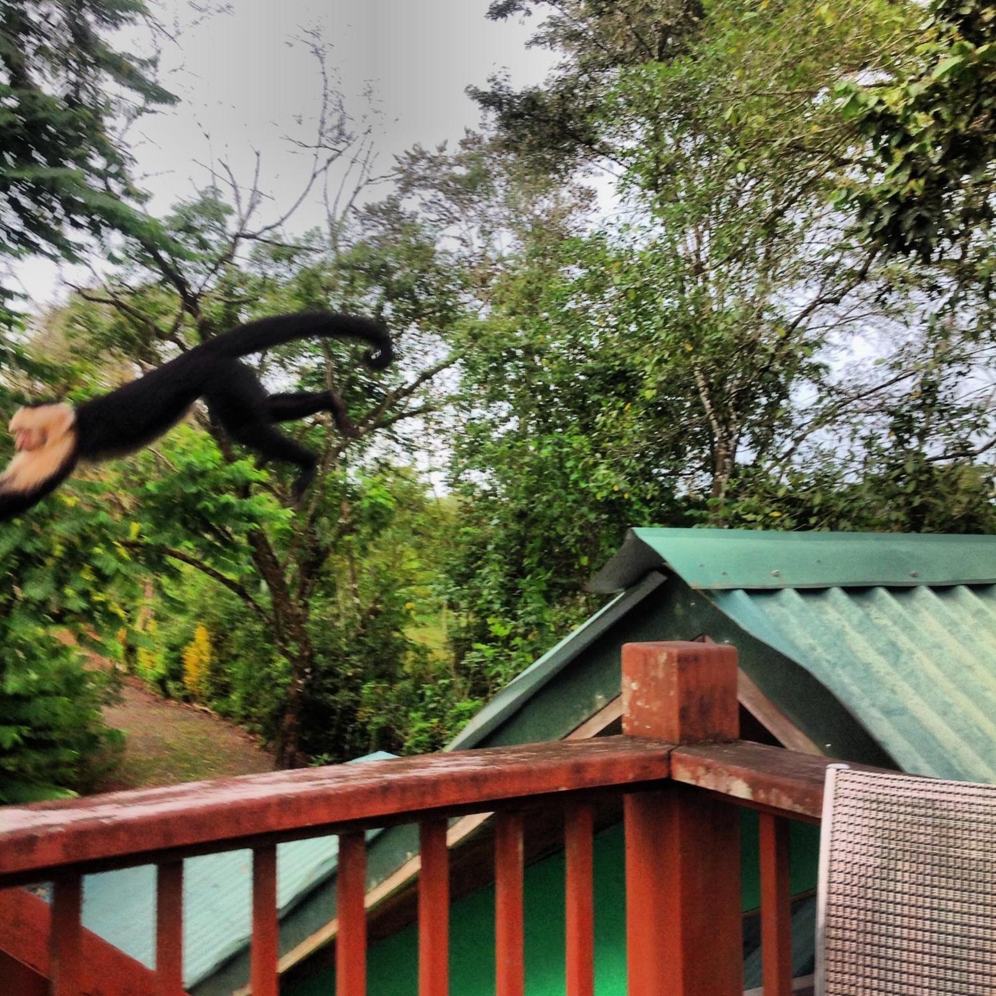 Chosa Manglar Suites & Cabins Puerto Jiménez المظهر الخارجي الصورة